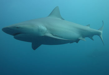 a pregnant bullshark swimming
