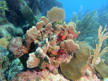 corals of the local reef in the National Park of Puerto Morelos